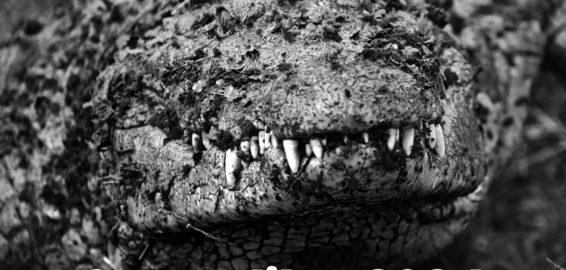 Titelblatt des Fotokalenders "Crocodiles 2024" mit Fotografien von Krokodilen von Boris Mayer.