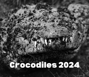 Titelblatt des Fotokalenders "Crocodiles 2024" mit Fotografien von Krokodilen von Boris Mayer.